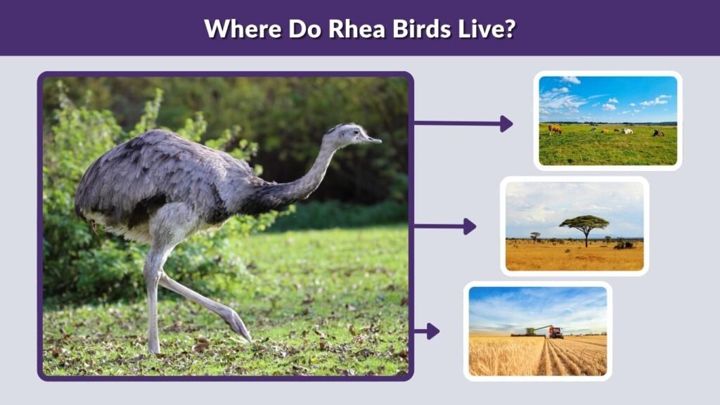 Where Do Rhea Birds Live?