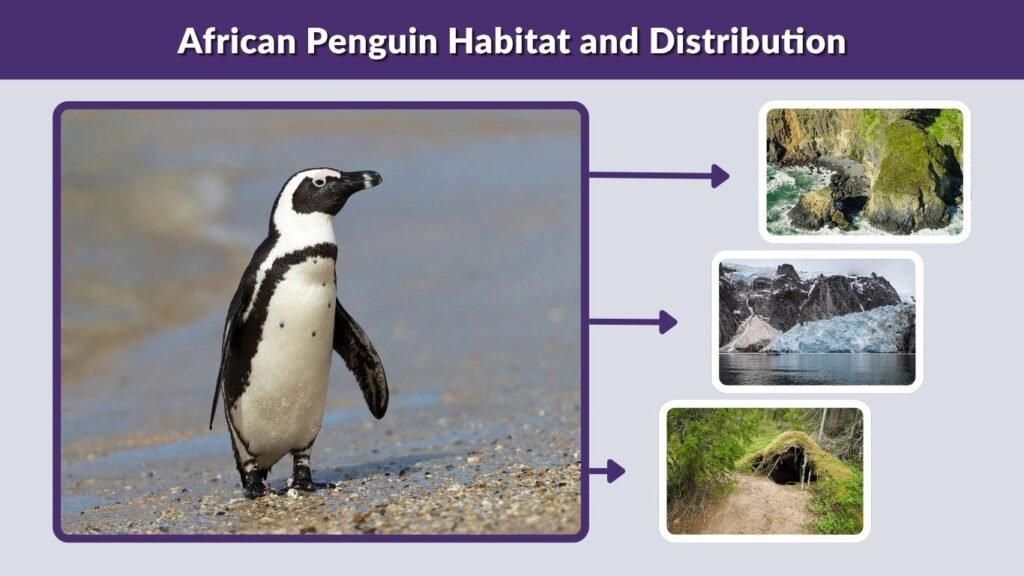 African Penguin Habitat and Distribution
