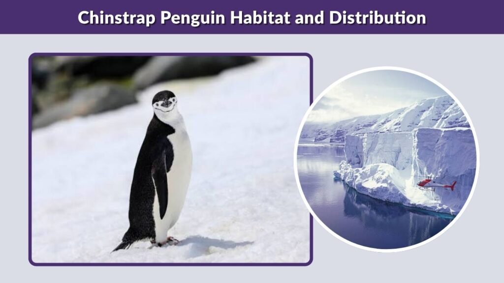 Chinstrap Penguin Habitat and Distribution