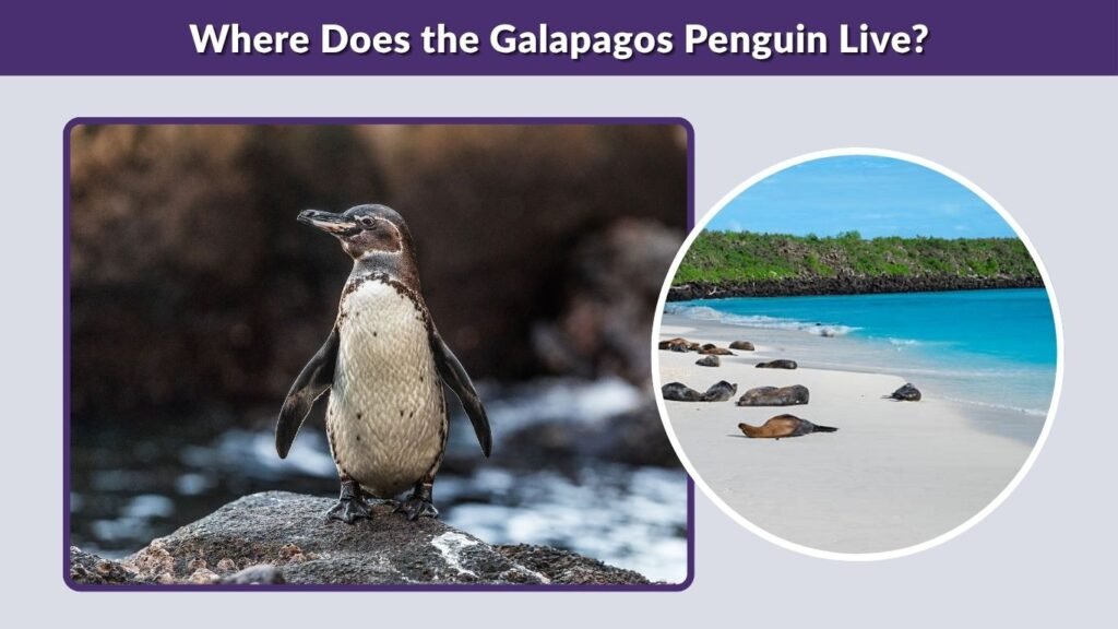Where Does the Galapagos Penguin Live?