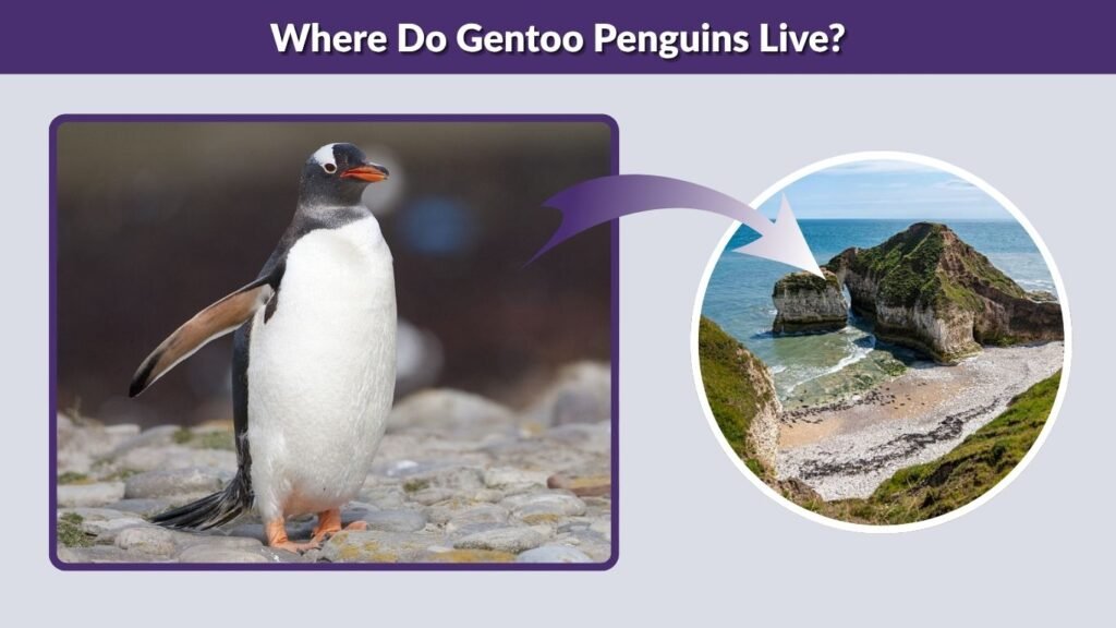 Where Do Gentoo Penguins Live?
