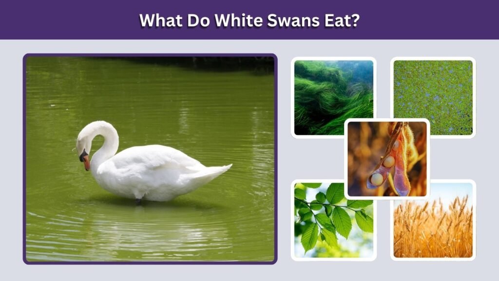 What Do White Swans Eat?