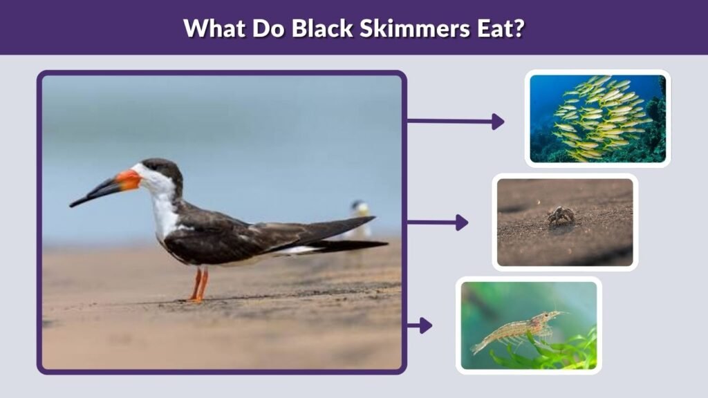 What Do Black Skimmers Eat?