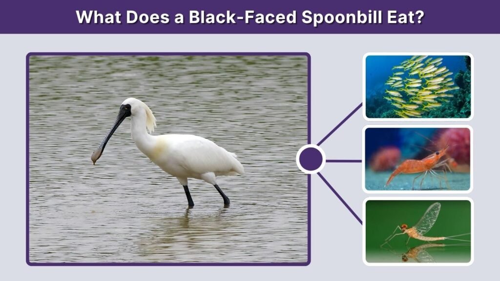 What Does a Black-Faced Spoonbill Eat?