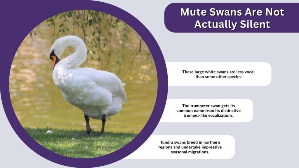 Mute Swans Are Not Actually Silent
