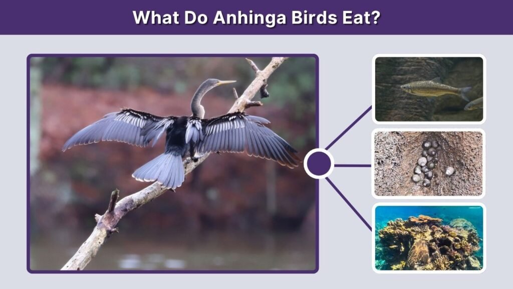 What Do Anhinga Birds Eat?
