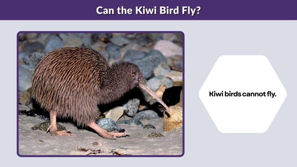 Can the Kiwi Bird Fly?