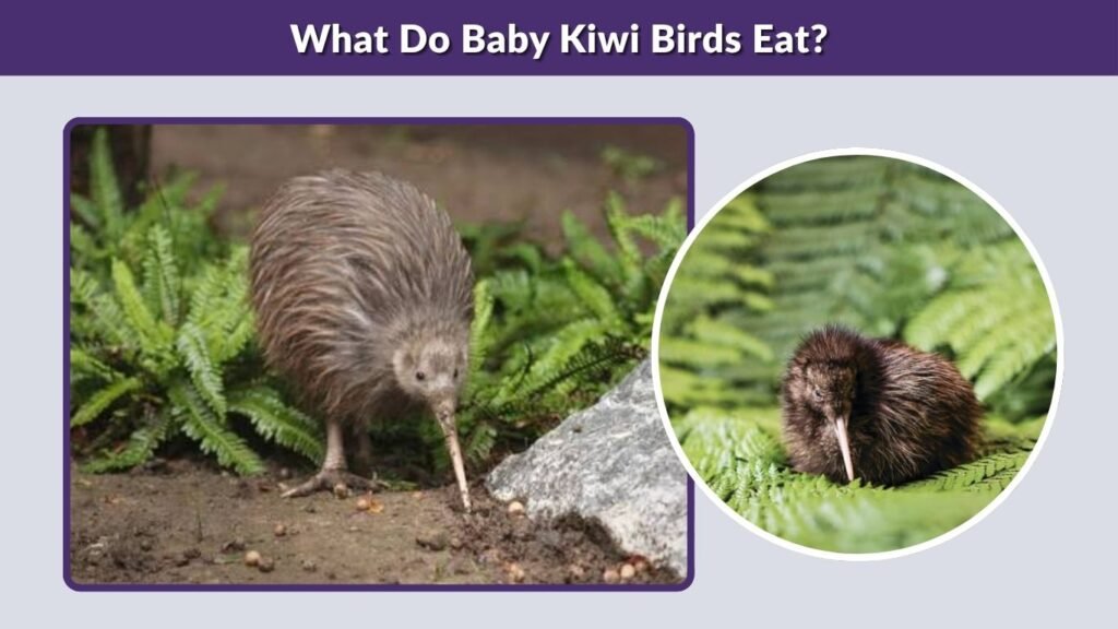 What Do Baby Kiwi Birds Eat?