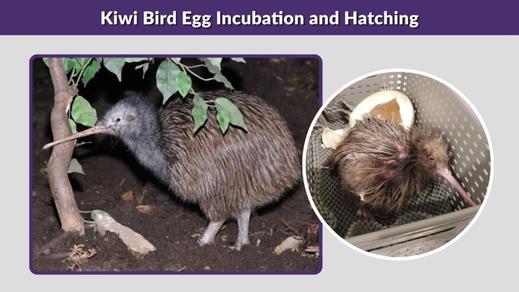 Kiwi Bird Egg Incubation and Hatching