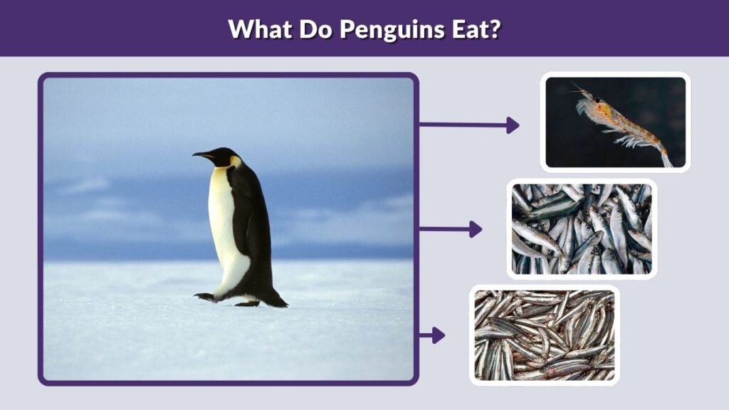 What Do Penguins Eat?