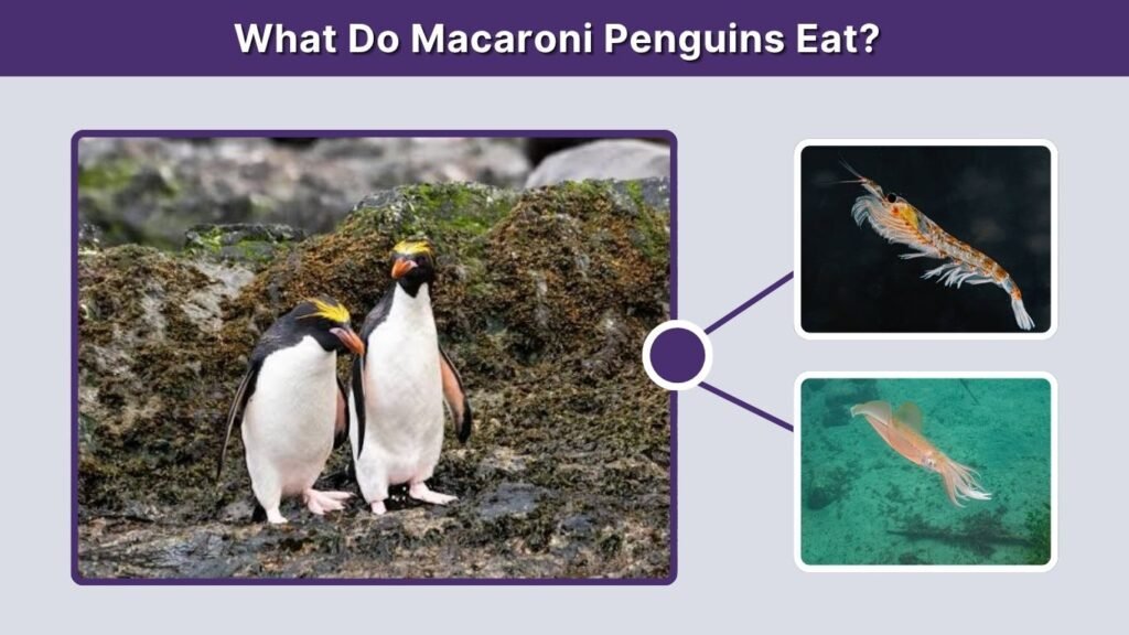 What Do Macaroni Penguins Eat?