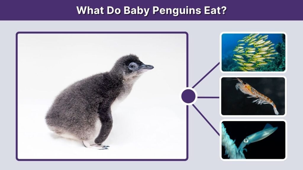 What Do Baby Penguins Eat?