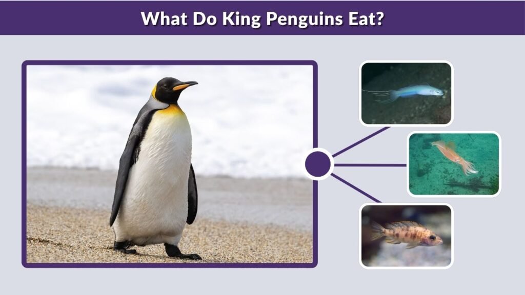 What Do King Penguins Eat?