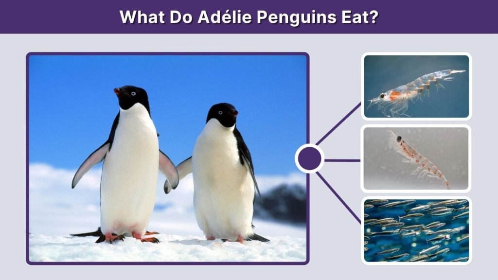 What Do Adélie Penguins Eat?