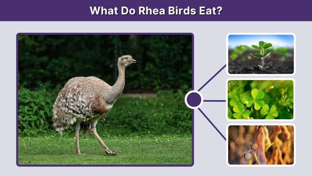 What Do Rhea Birds Eat?