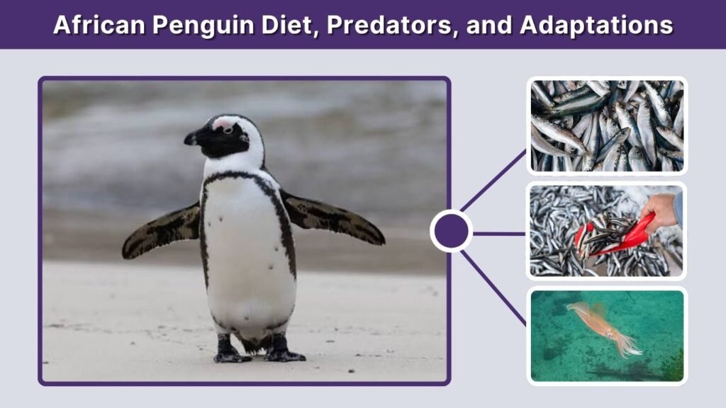 African Penguin Diet, Predators, and Adaptations