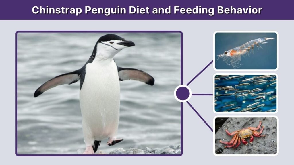 Chinstrap Penguin Diet and Feeding Behavior