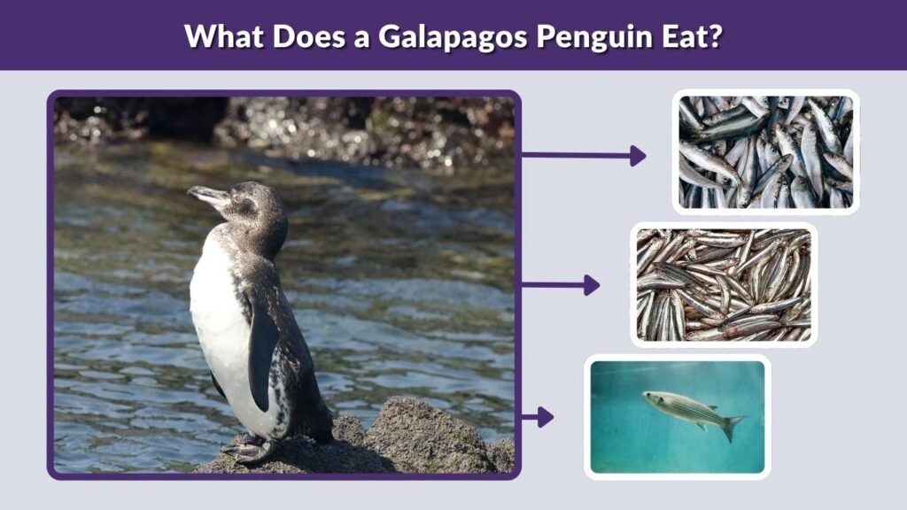 What Does a Galapagos Penguin Eat?