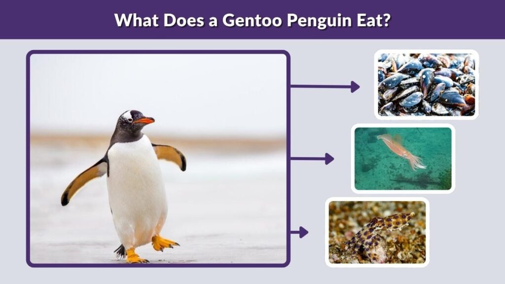What Does a Gentoo Penguin Eat?