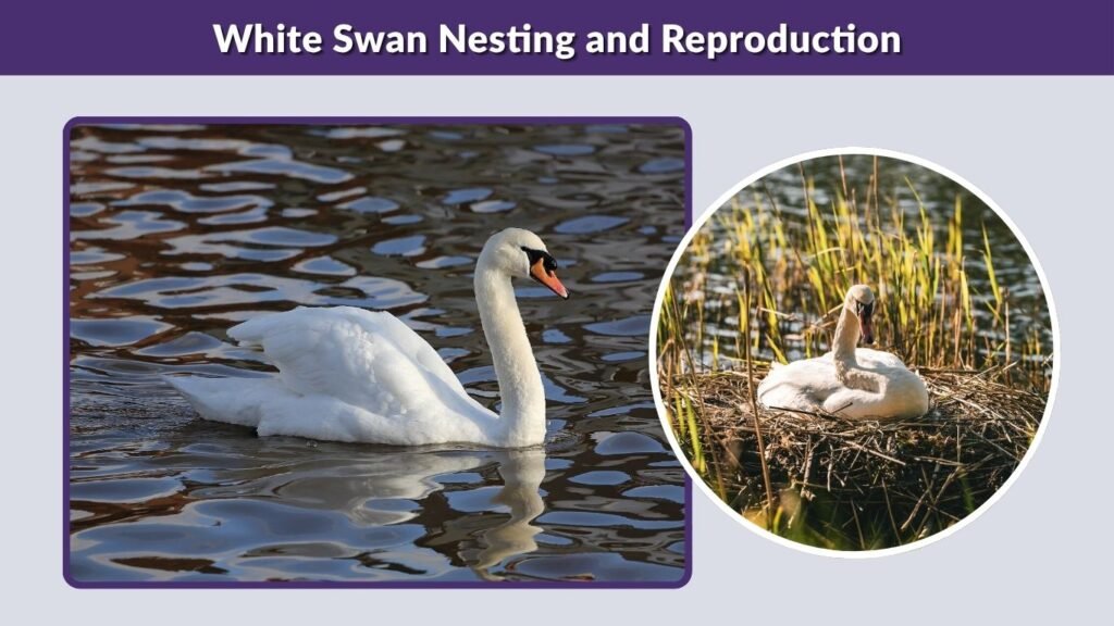White Swan Nesting and Reproduction