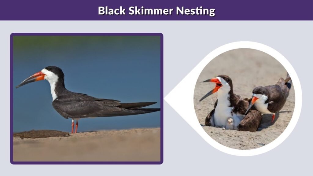 Black Skimmer Nesting