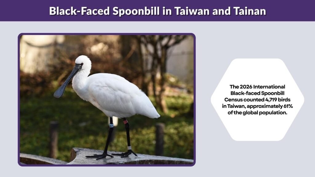 Black-Faced Spoonbill in Taiwan and Tainan
