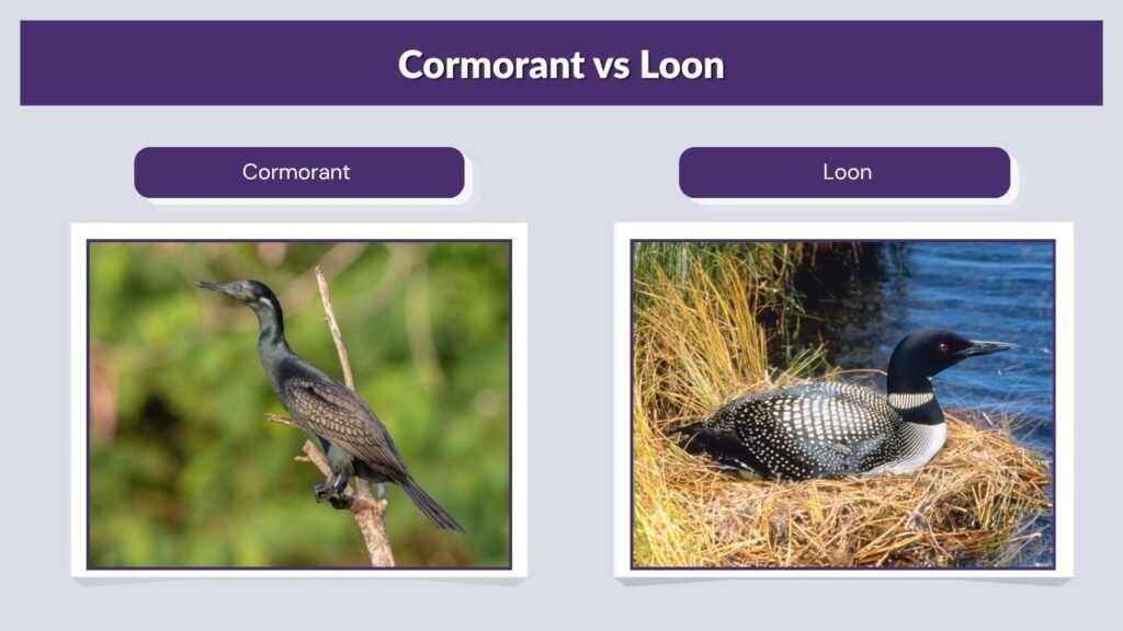 Cormorant vs Loon