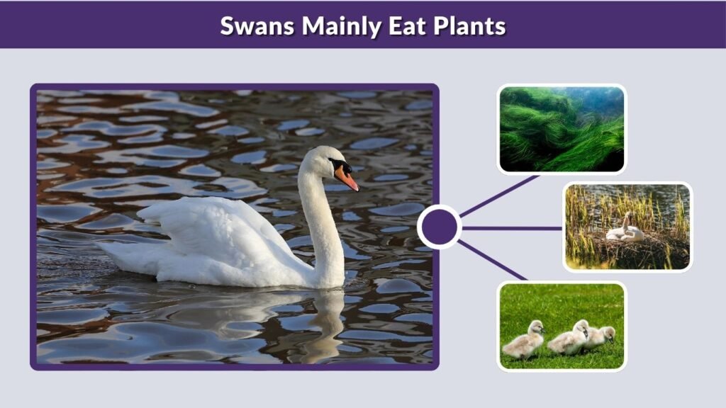 Swans Mainly Eat Plants
