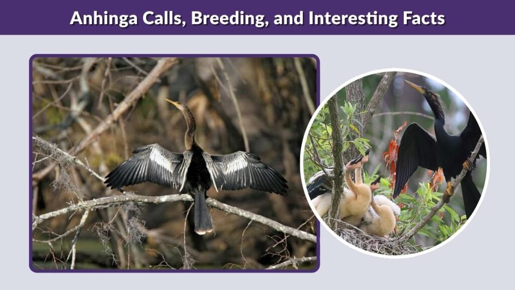Anhinga Calls, Breeding, and Interesting Facts