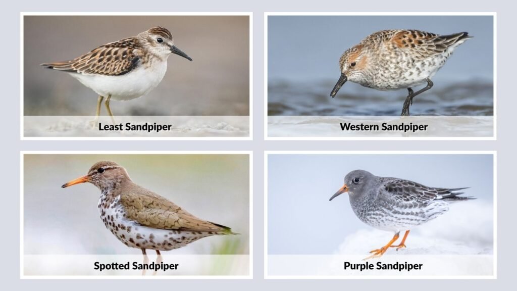 Types of Sandpiper Birds and Similar Species
