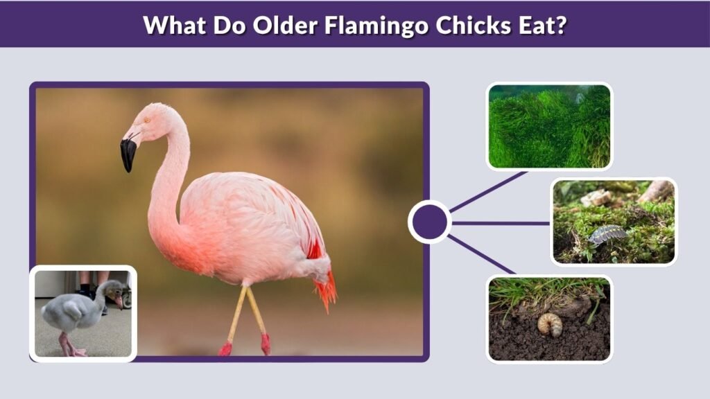 What Do Older Flamingo Chicks Eat?