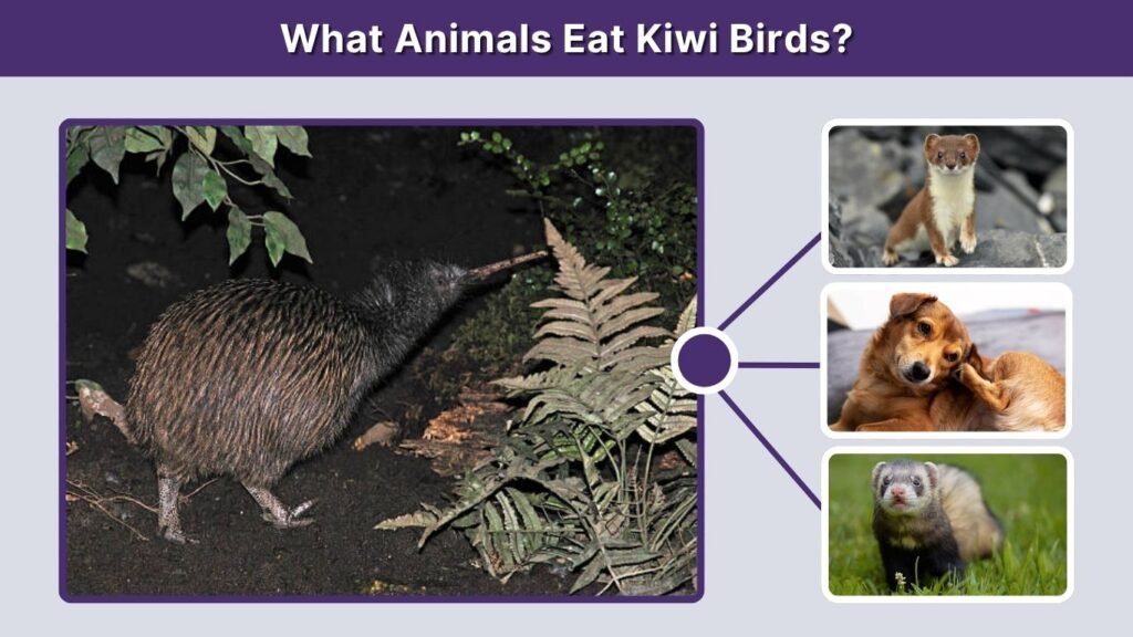 What Animals Eat Kiwi Birds?