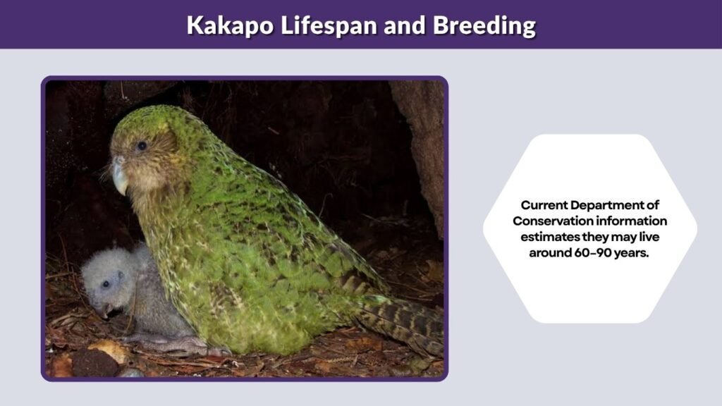 Kakapo Lifespan and Breeding