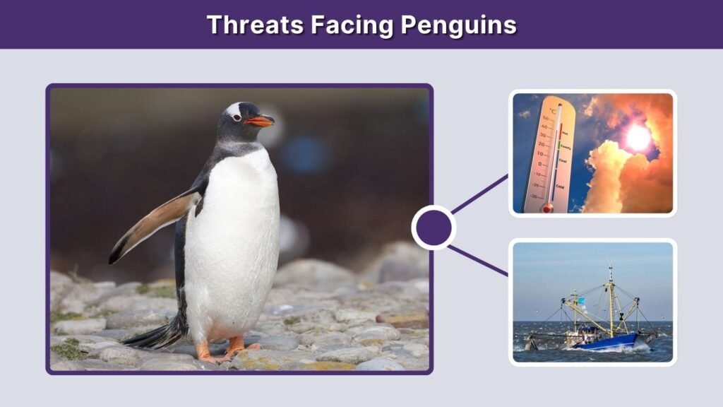 Threats Facing Penguins