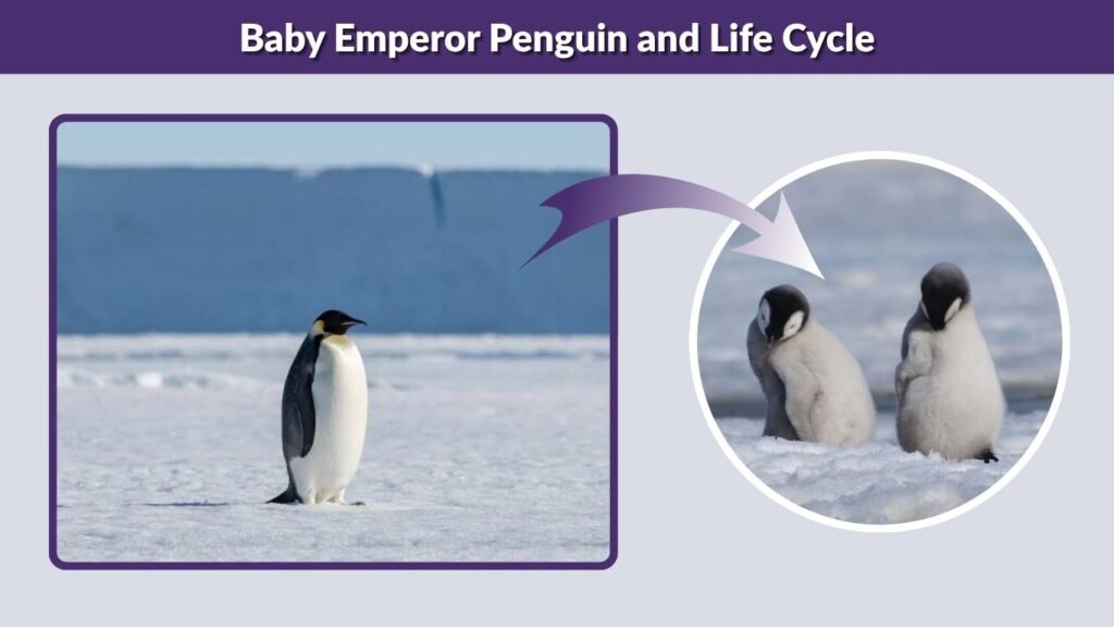 Baby Emperor Penguin and Life Cycle