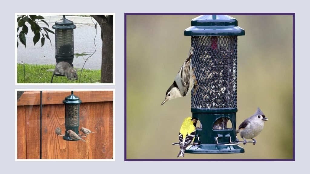 Squirrel Buster Standard Squirrel-Proof Bird Feeder