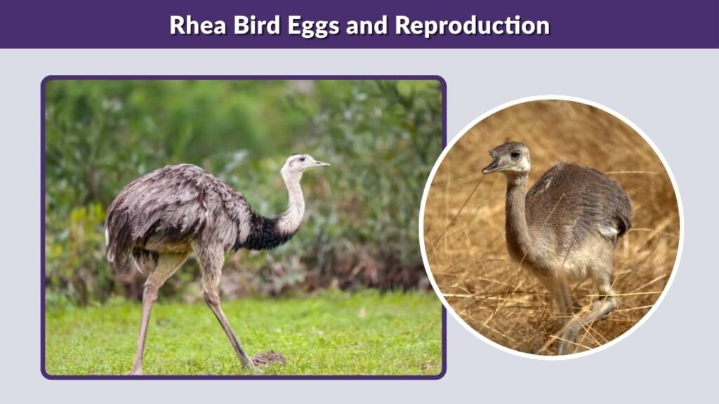 Rhea Bird Eggs and Reproduction
