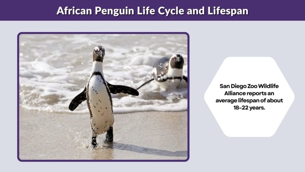 African Penguin Life Cycle and Lifespan