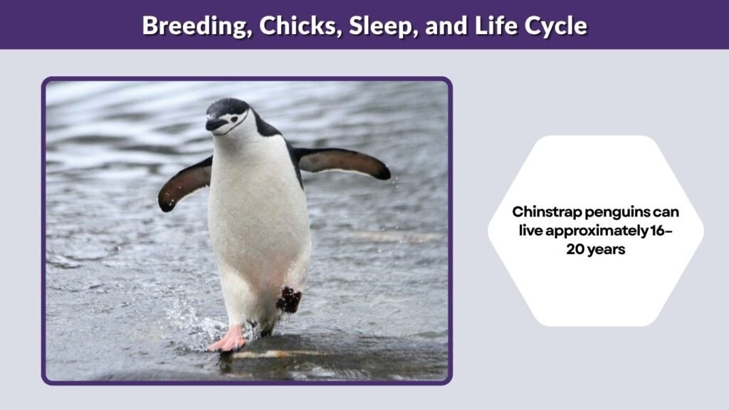 Breeding, Chicks, Sleep, and Life Cycle