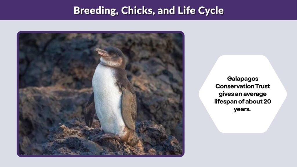 Breeding, Chicks, and Life Cycle