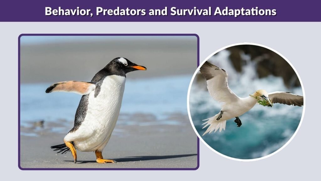 Behavior, Predators and Survival Adaptations