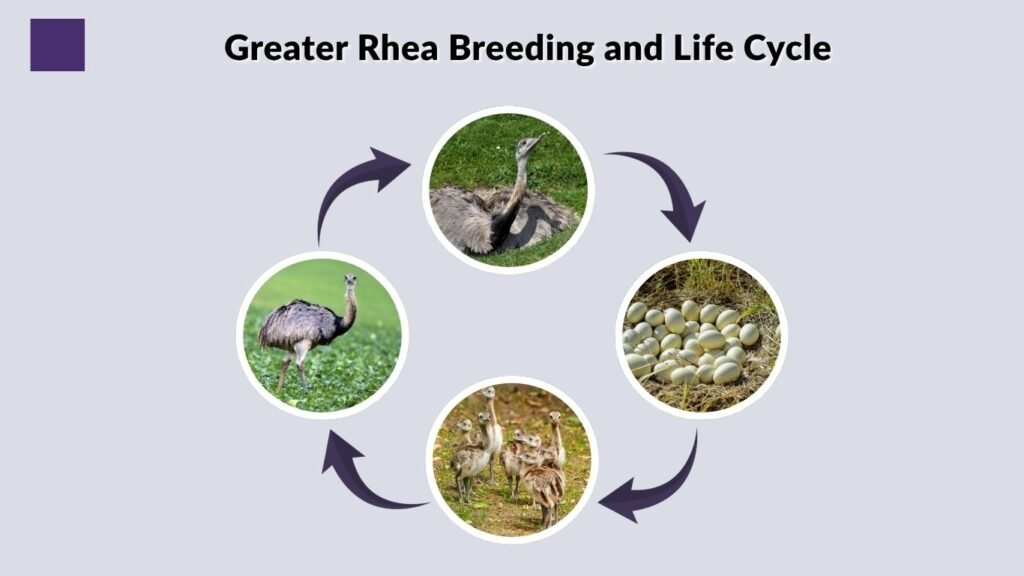 Greater Rhea Breeding and Life Cycle