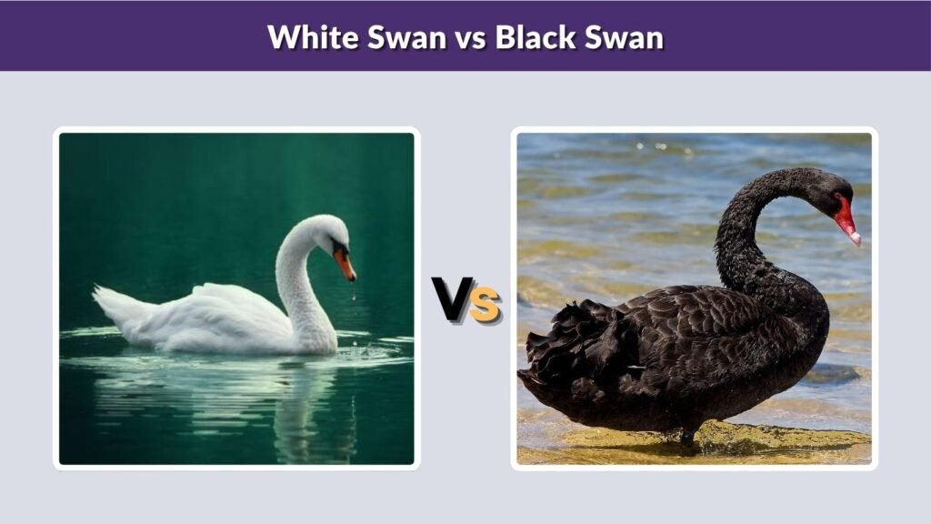 White Swan vs Black Swan