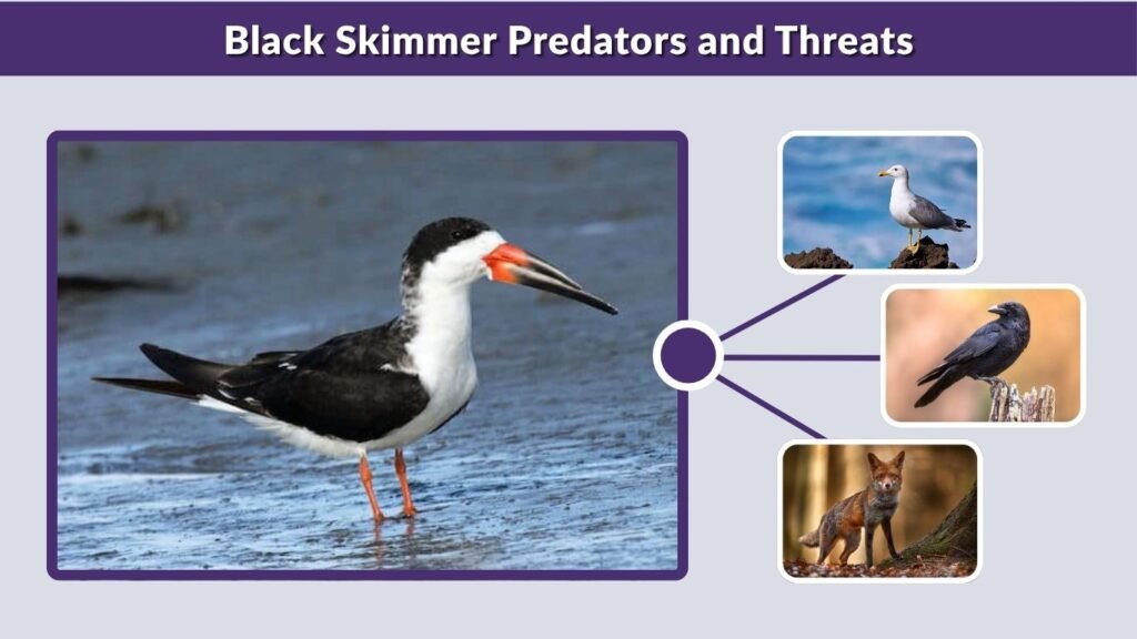 Black Skimmer Predators and Threats
