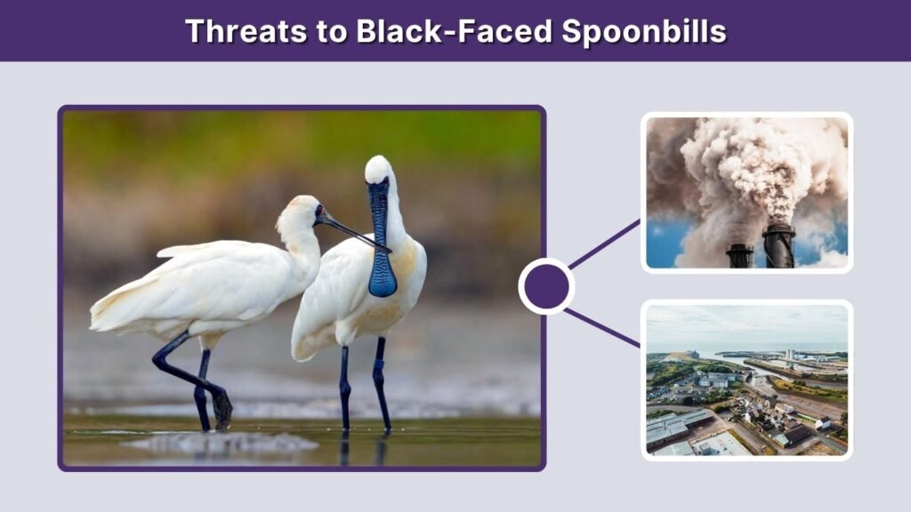 Threats to Black-Faced Spoonbills