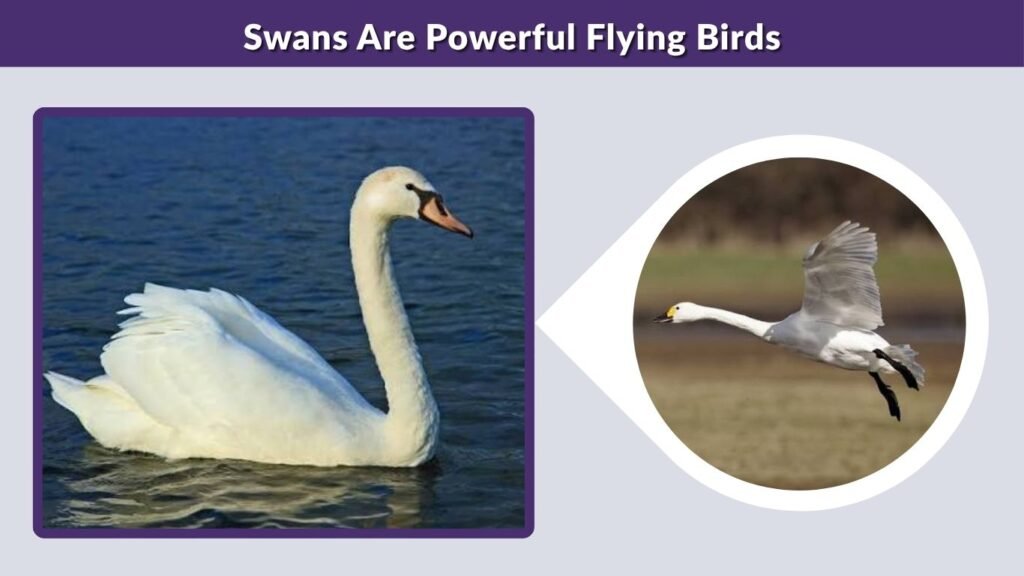 Swans Are Powerful Flying Birds