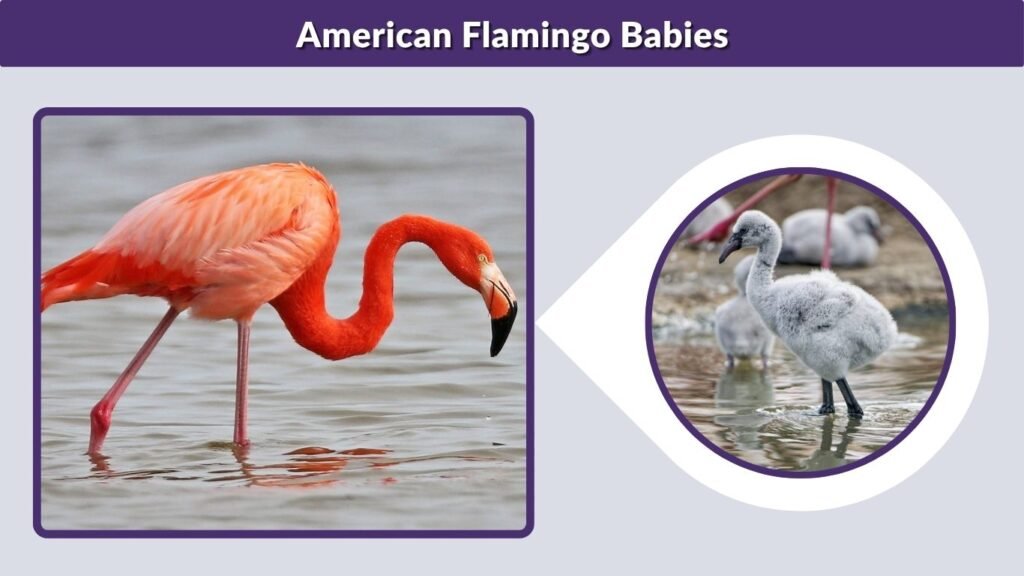 American Flamingo Babies