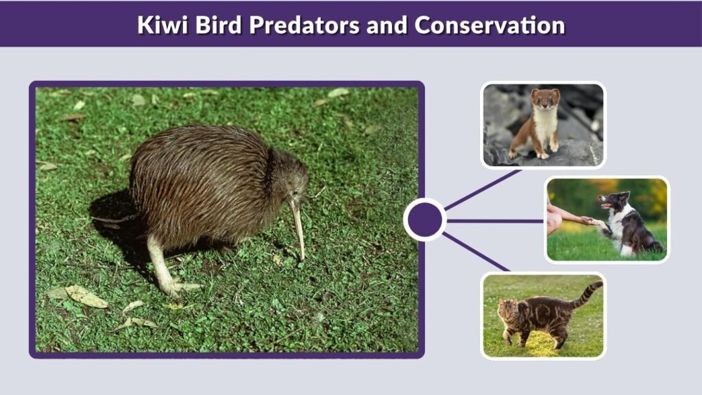 Kiwi Bird Predators and Conservation