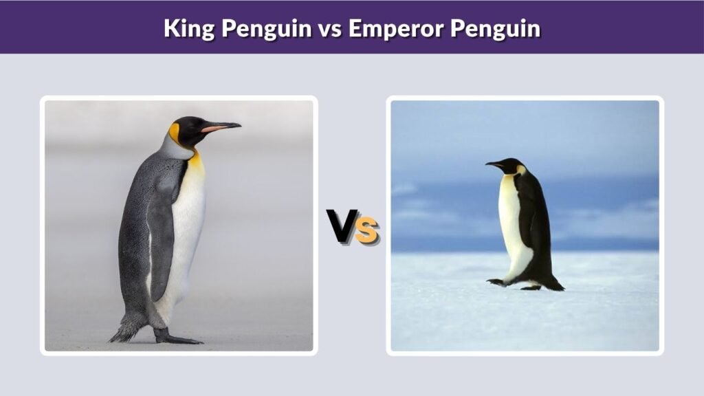 King Penguin vs Emperor Penguin
