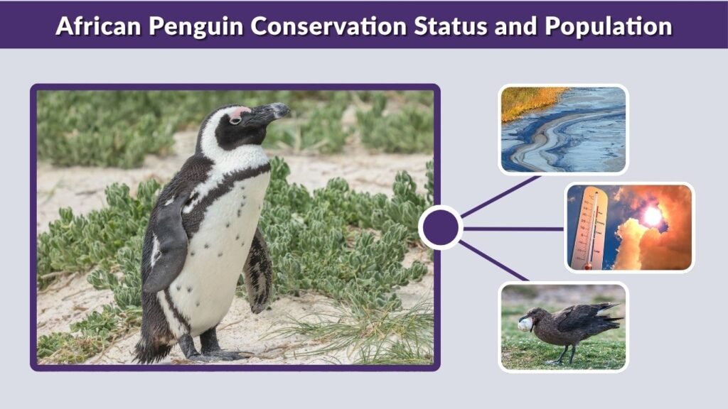 African Penguin Conservation Status and Population